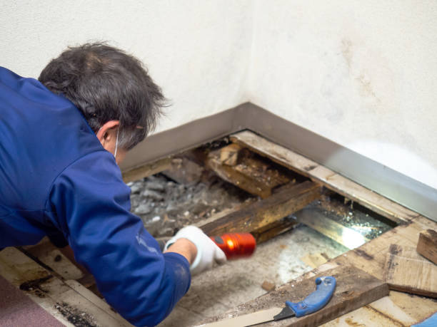 Best Crawl Space Mold Removal  in Monon, IN