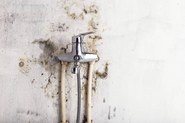 Best Mold Removal Near Me  in Monon, IN