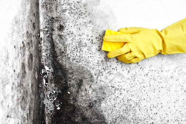 Attic Mold Removal in Monon, IN